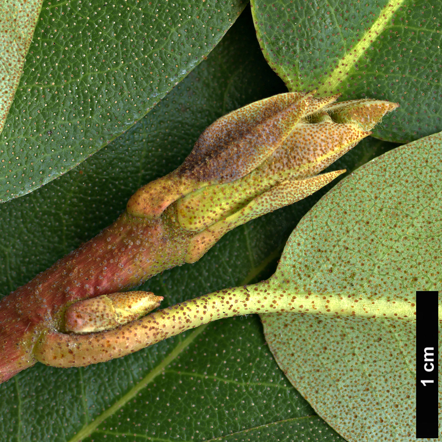 High resolution image: Family: Ericaceae - Genus: Rhododendron - Taxon: cinnabarinum - SpeciesSub: subsp. xanthocodon